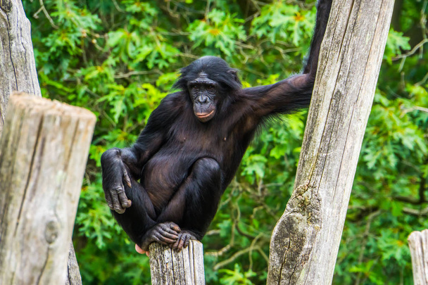 Крупный план бонобо, сидящего на шесте, карликового шимпанзе, человеческой обезьяны, вымирающего вида приматов из Африки
 - Фото, изображение