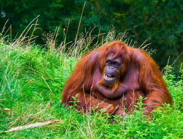 борновский орангутанг издает звуки и показывает свои зубы, находящиеся под угрозой исчезновения виды животных с Борнео
 - Фото, изображение