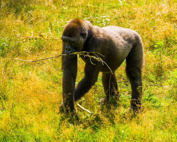 portré egy nyugati alföldi gorilláról, aki a fűben sétál, a súlyosan veszélyeztetett afrikai állatfajról - Fotó, kép