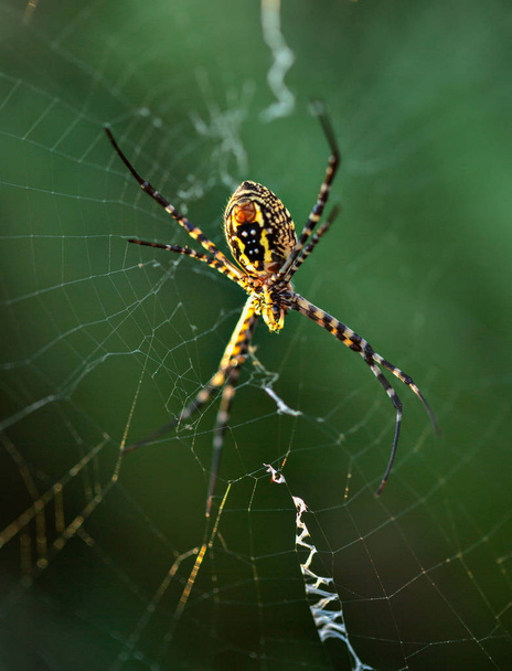 Розділений садовий павук на павутині
 - Фото, зображення