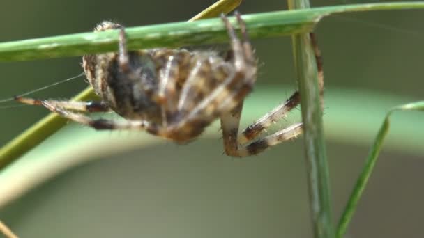 Larinioides cornutus, furrow spider, furrow orb spider, large spider sits in  grass in an ambush, waiting for when it will be possible to attack insects on spiderweb - Video, Çekim