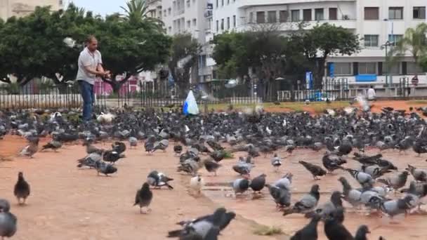 A man is feeding pigeons - Materiał filmowy, wideo