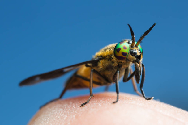Common horsefly, haematopota pluvialis sucking blood, extreme close-up - Photo, Image