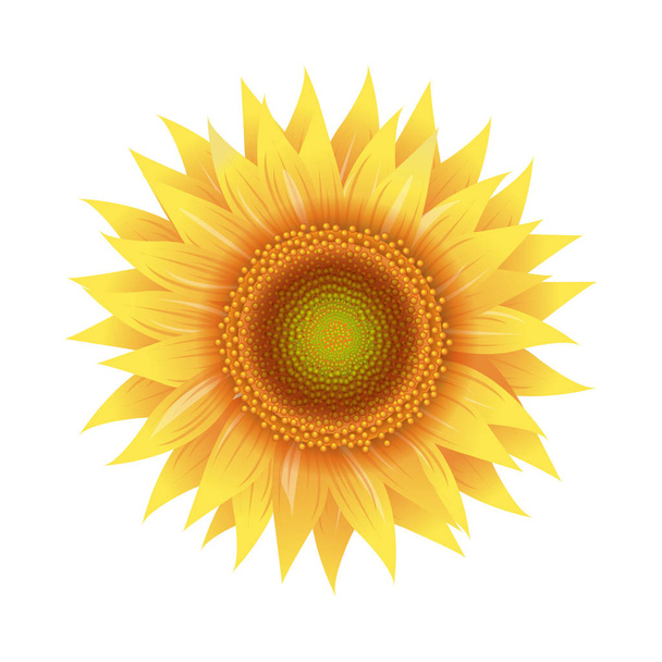 Yellow Sunflower With Transparent Background - Vector, Image
