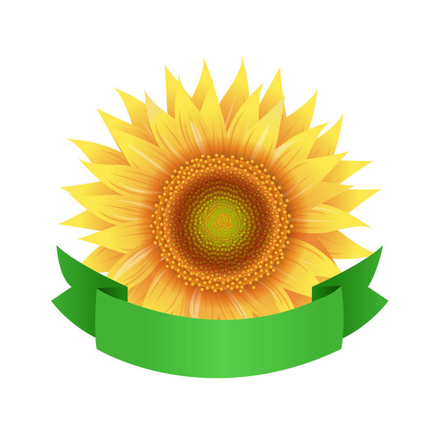 Sunflowers With Green Ribbon Transparent Background - Vector, Image