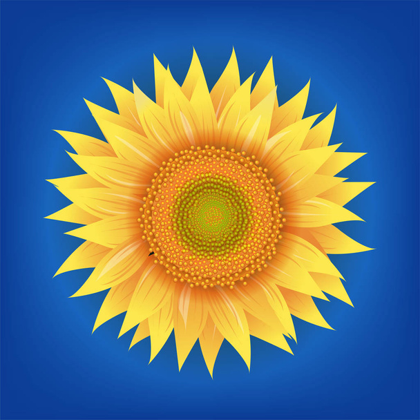 Yellow Sunflowers Flower With Blue Background With Gradient Mesh, Vector Illustration - Vector, Image