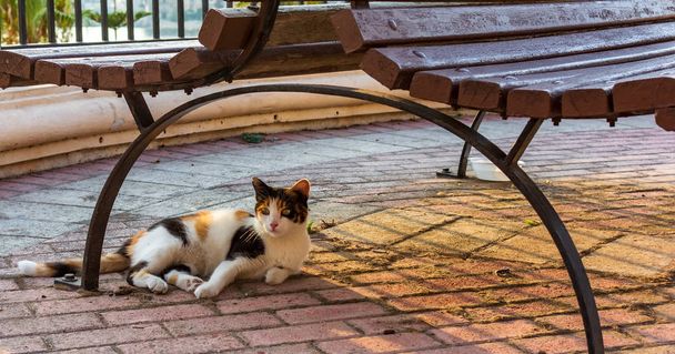 Γάτες της Μάλτας - αδέσποτη γάτα calico που βρίσκεται κάτω από τον πάγκο φωτίζεται από το ζεστό φως του ήλιου το βράδυ στο Sliema περιπάτου. - Φωτογραφία, εικόνα
