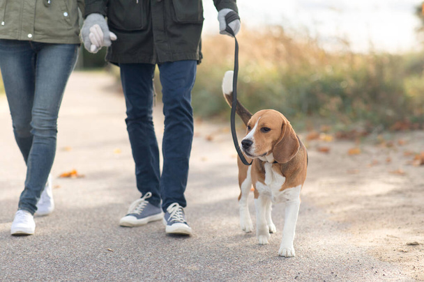 couple walking with beagle dog on leash in autumn - Zdjęcie, obraz