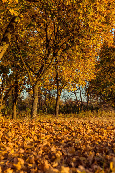 Женщина позирует перед камерой в осеннем парке. Осенняя фотосессия. Осень в парке
. - Фото, изображение