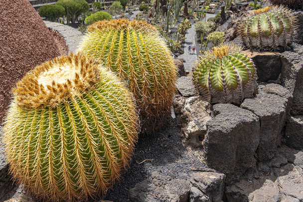 Huge globular cacti among the lava stones in the Jardin de Cactus, Lanzarote, Spain - Fotografie, Obrázek