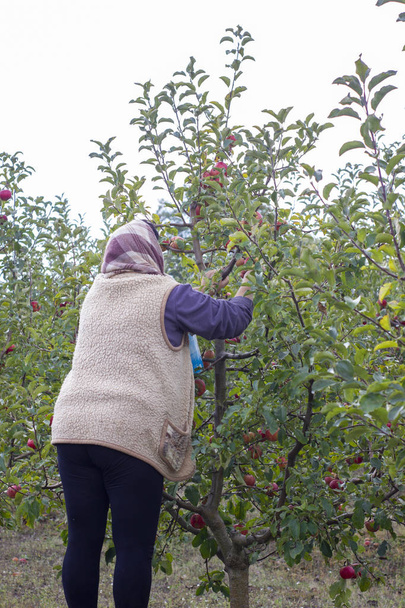 Γυναίκα μαζεύει μήλα από το δέντρο. Φθινοπωρινή συγκομιδή Αγροτικός οπωρώνας μήλων φθινόπωρο. - Φωτογραφία, εικόνα