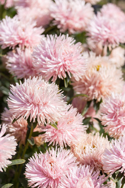 Ροζ λουλούδι Callistephus, closeup floral φόντο κάθετη. Φθινοπωρινό άνθος μαργαρίτα με πέταλα βελόνας - Φωτογραφία, εικόνα