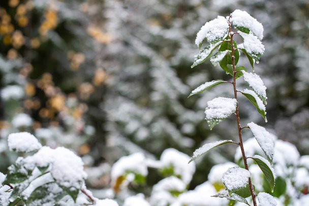 Shrub branches with green leaves in the snow. Autumn day. First snow. Blurred yellow-green background.  - Foto, Imagen