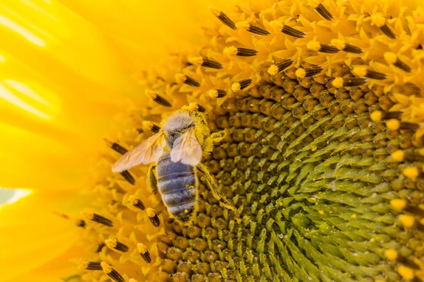 Abeille à miel couverte de pollen jaune recueillant le nectar de tournesol
 - Photo, image