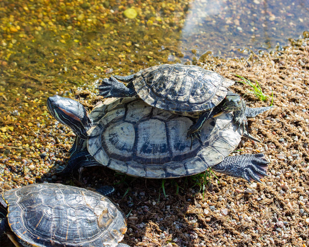 Twee Red Eared Terrapin Trachemys scripta elegans schildpadden zitten bovenop. Een klein reptiel klom op een grote schildpad in de natuur. - Foto, afbeelding