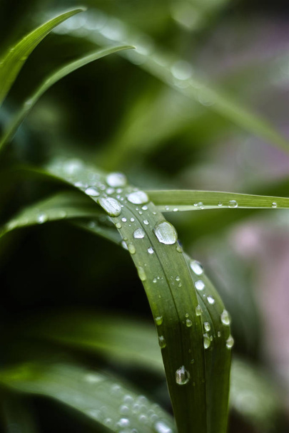 Feuille verte allongée avec gouttes de pluie
 - Photo, image