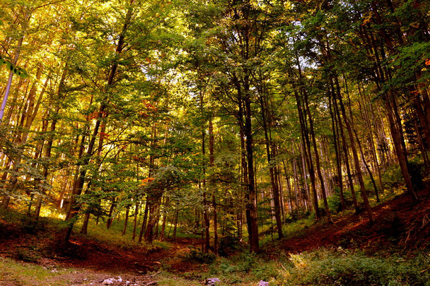 Typisch landschap in de bossen van Transsylvanië, Roemenië. Groene landschap in het midden van de zomer, in een zonnige dag - Foto, afbeelding