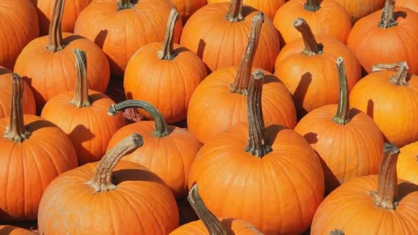 Medium sized pumpkins for sale at the farm grouped together in rows on a bright sunny day in early autumn - Footage, Video