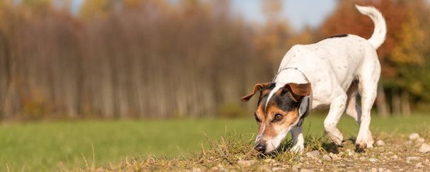 Pequeno Jack Russell Terrier Hound de raça pura. Cão bonito está vacilando
 - Foto, Imagem
