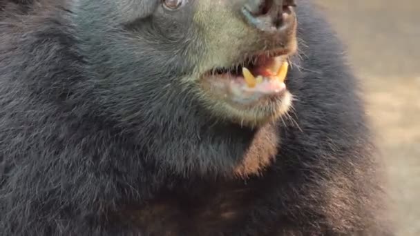 自然の中で若いアジアの黒クマ(ウルス・チベタヌス)の顔. - 映像、動画