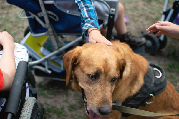 Terapia dla psów. Labrador pies i dzieci niepełnosprawne na zielonym g - Zdjęcie, obraz