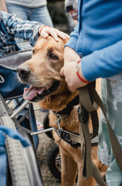 Canis Dog Therapy. Chien Labrador et enfants handicapés sur vert g
 - Photo, image
