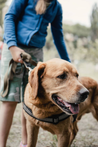 Canis Dog Therapy. Labradorský pes a postižené děti na zeleném g - Fotografie, Obrázek