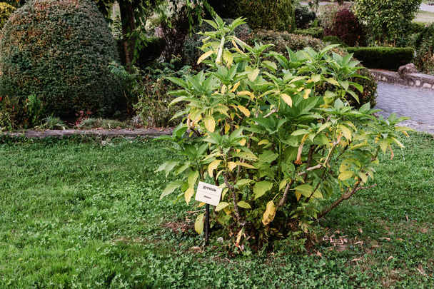 Planta de árbol Datura, Trompetas de Ángel, Moonflowers. Extremadamente tóxico
 - Foto, imagen