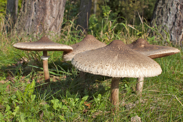 Group of Parasol Mushrooms (Macrolepiota procera or Lepiota procera), on the edge of woodland.  - Photo, Image
