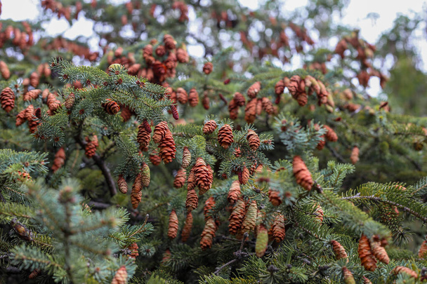 Green coniferous cedar ripe pine cones on tree branch forest sunlight. - Foto, imagen