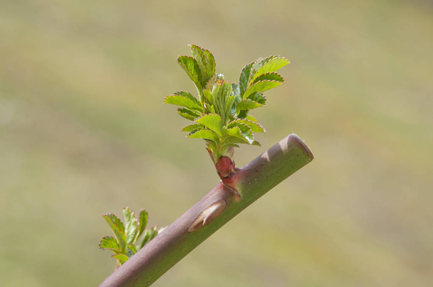 výbuch růžových pupenů na větvi na jaře - Fotografie, Obrázek