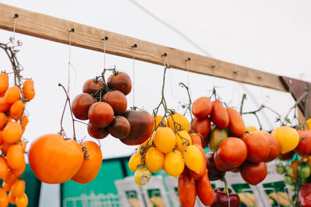 Coltivazioni di pomodoro nel mercato agricolo. varietà colorata di organico
  - Foto, immagini