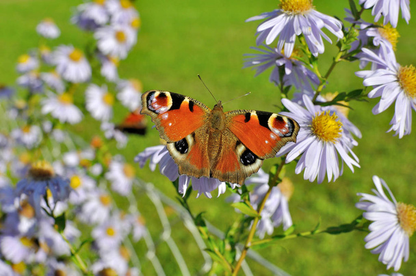 Pavão Europeu (Aglais io) borboleta encontrada na Europa e Ásia temperado, sentado em flor de camomila
.  - Foto, Imagem