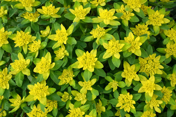クッション・スプルージ(ユーフォルビア・エピソイド)は、ユーフォルビア科の小型・クランプ状の草本多年生植物です。.  - 写真・画像