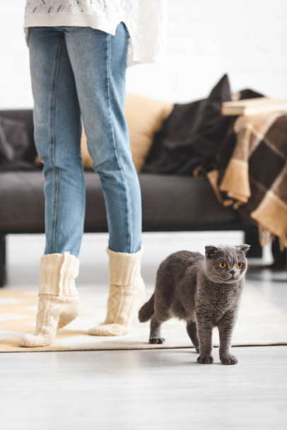 cropped view of woman with grey scottish fold cat in living room - Photo, Image