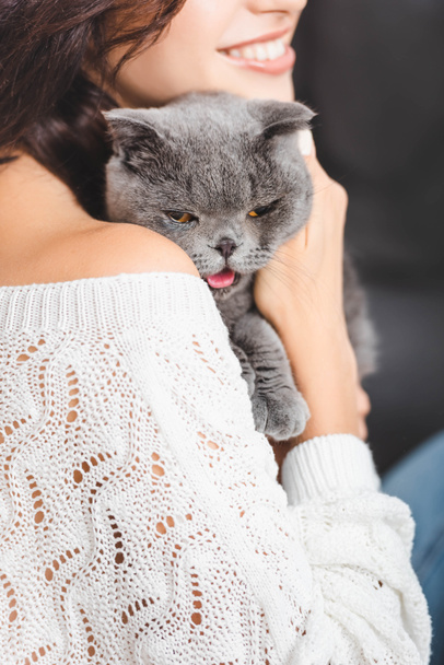 cropped view of woman with cute scottish fold cat  - 写真・画像