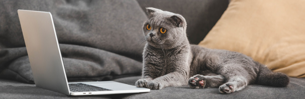 gray scottish fold cat lying on sofa and looking at laptop - Foto, afbeelding
