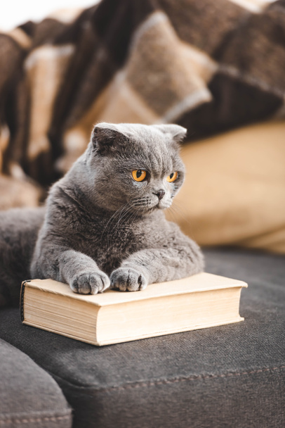 szary szkocki krotnie kot leżący książka na kanapie - Zdjęcie, obraz