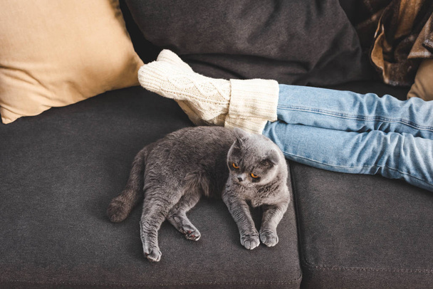обрізаний вид дівчини, що лежить з шотландським складним котом на дивані
  - Фото, зображення