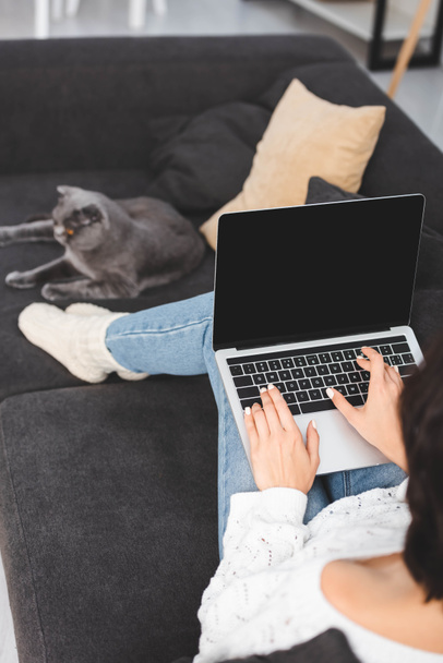 selective focus of woman using laptop with blank screen on sofa with scottish fold cat - Fotoğraf, Görsel