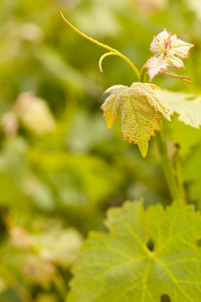Kaunis rypäleen viinitilan lehdet
 - Valokuva, kuva