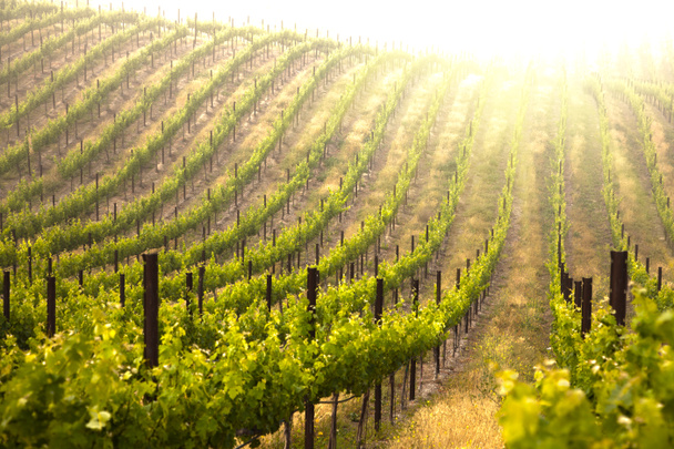 Красивою пишною виноград виноградник - Фото, зображення