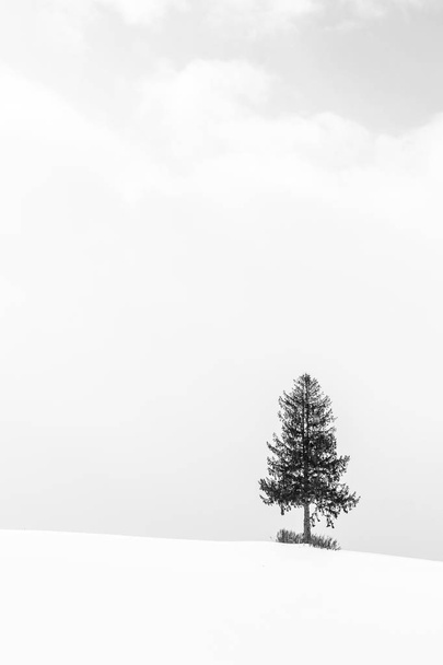 Kaunis maisema yksinäinen puu lumi talvikaudella
 - Valokuva, kuva