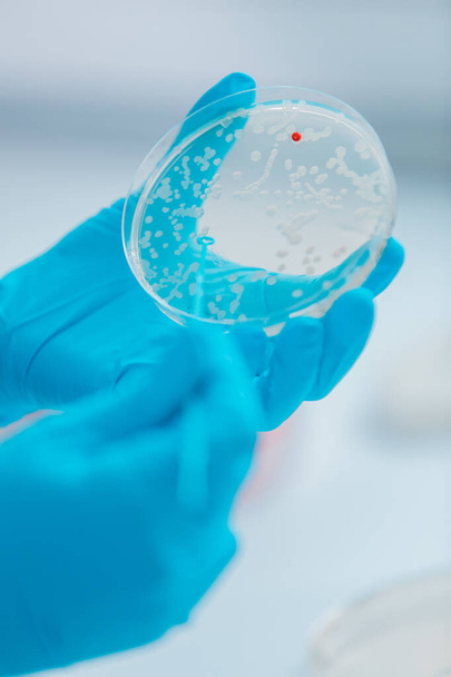 Scientist examining bacterial culture plate in a microbiology research laboratory - Photo, image