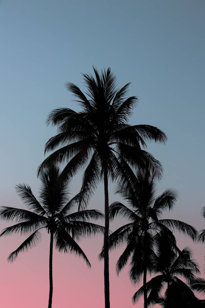 Palm in de blauwe lucht - Foto, afbeelding