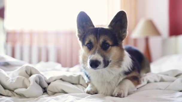 Замедленная съемка смешная валлийская собака Корги выпрыгивает из постели
 - Кадры, видео