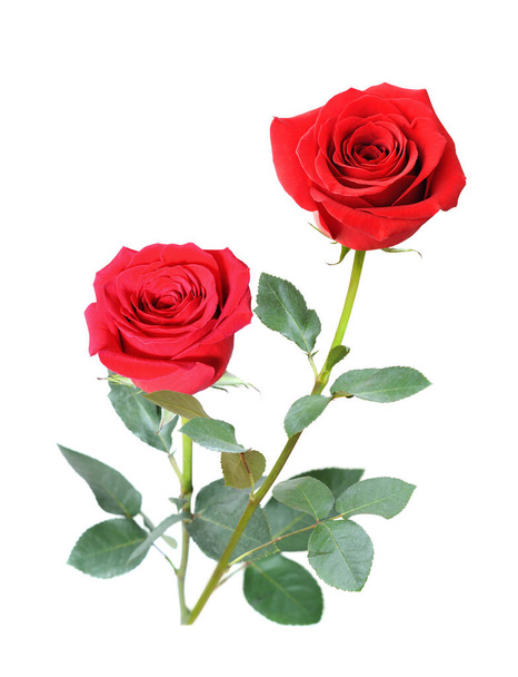  piękna czerwona róża - Zdjęcie, obraz