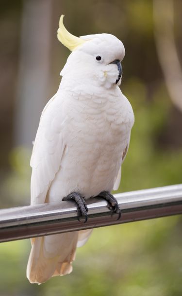 Kénhéjú kakadu - Fotó, kép