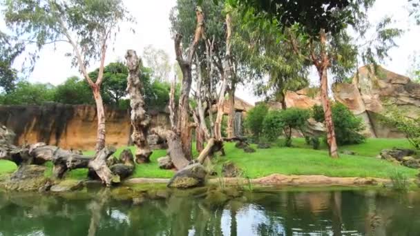 Twee apen in een wildpark zitten op een boom in de regen - Video