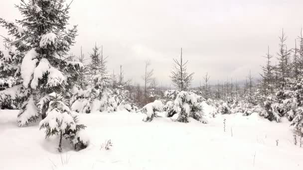 Dağlarda kış ormandaki ağaçlar karla kaplı dallarında. Döner. - Video, Çekim